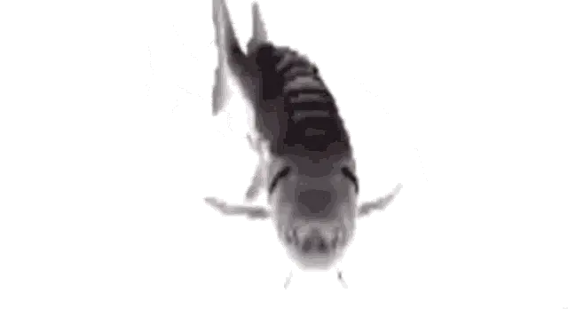An animated meme of a spinning fish